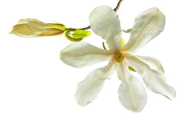 Magnolia kobus, isolated on white background.  Magnolia flower (Magnolia kobus) Isolate on a white...