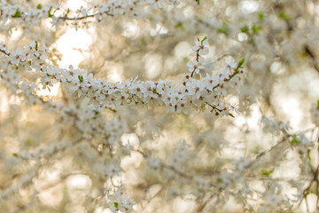 Blooming cherry plum (Prunus cerasifera) in spring in a lovely evening backlight. Cherry plum or Myrobalan (Prunus cerasifera) blooming in the spring. mass flowering plum in a magnificent backlight.