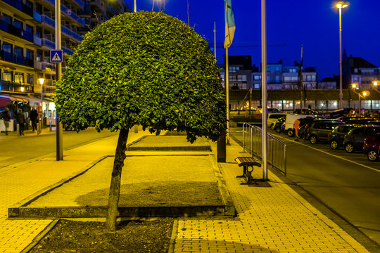 decorative tree pruned a round shape, natural city decorations, beginner tree shaping