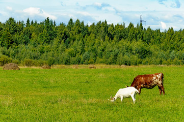 Summer countryside with grazing animals, cows and goats.