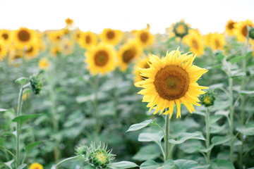 Sunflowers field. Concept of summer time, holiday. Rural or countryside scene.