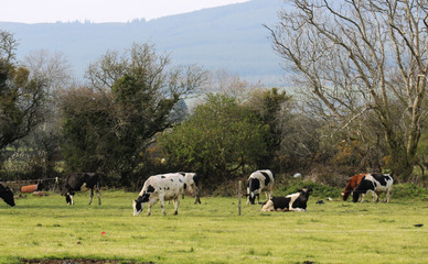 Herd of cows grazing in a field