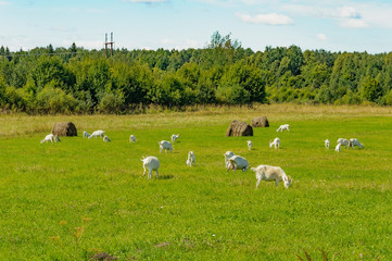 Summer countryside with grazing animals, cows and goats.