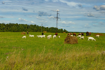 Summer countryside with grazing animals, cows and goats.