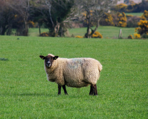 Fototapeta premium Sheep in field