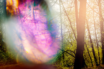 Magical hallucinogenic abstract forest with color bokeh light