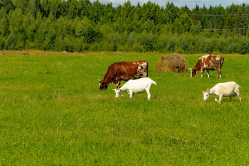 Fototapeta premium Summer countryside with grazing animals, cows and goats.