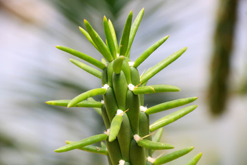 Part of green Cactus spikes in pot with long thorn, detail of large cactus plant showing needles and deep ribs, cactus spines.
