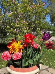 jardin fleuri  tulipes multicolores 