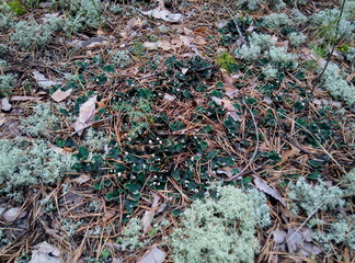 Forest texture, forest flooring, grass, moss summer forest stone