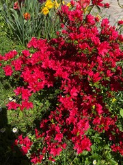 azalée en fleurs rouges