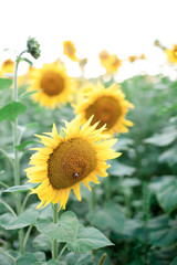 Sunflowers field. Concept of summer time, holiday. Rural or countryside scene.