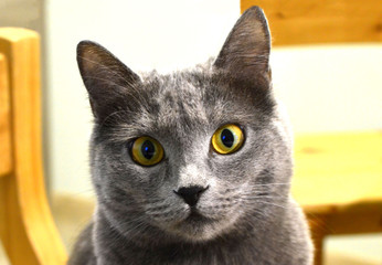 Portrait of a short-haired gray cat close-up. Yellow-eyed cat