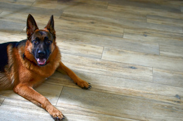 Dog, German Shepherd