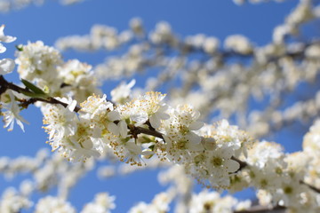 Spring flowers