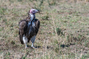 Portrait of big white lappet faced vulture with big claws, Maasai Mara