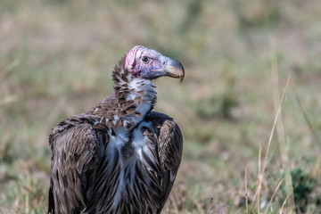 Portrait of big white lappet faced vulture with big claws, Maasai Mara