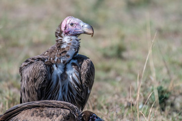 Portrait of big white lappet faced vulture with big claws, Maasai Mara
