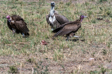 Fototapeta premium Group of big white lappet faced vulture with big claws feeding on dead prey, Maasai Mara