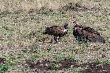 Group of big white lappet faced vulture with big claws feeding on dead prey, Maasai Mara