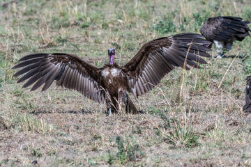 Group of big white lappet faced vulture with big claws feeding on dead prey, Maasai Mara