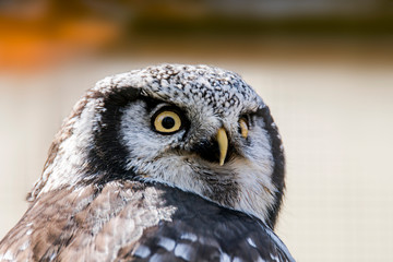 Old crazy owl looks out of the green season forest