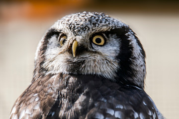 Old crazy owl looks out of the green season forest