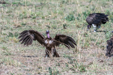 Group of big white lappet faced vulture with big claws feeding on dead prey, Maasai Mara