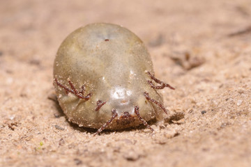 Bloated, full of blood hard-bodied tick on sand