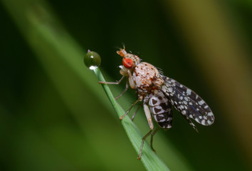 Tiny red-eyed fruit fly sitting on a plant stem in front of a dew drop
