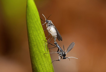 Gnats mating on a plant stem