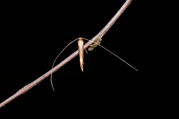 Longhorn moth sitting on a tree branch in front of black background