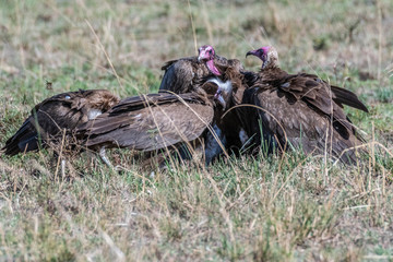Group of big white lappet faced vulture with big claws feeding on dead prey, Maasai Mara