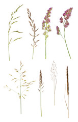 set of eight wild plant isolated on white