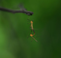 Crane flies (Tipulidae) mating on a tree trunk in front of black background.