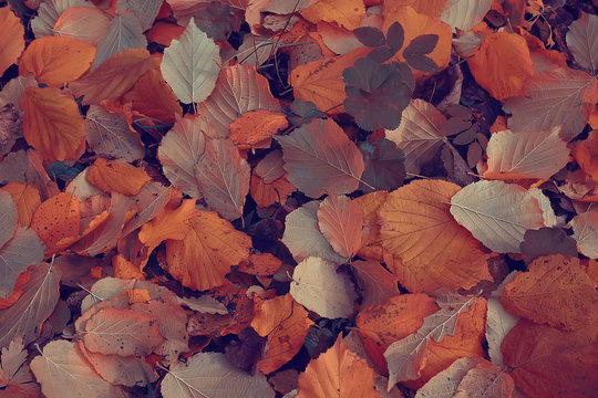 Fototapeta fallen leaves background / autumn background yellow leaves fallen from a tree