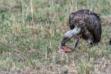 African white-backed vulture feeding on dead prey , Maasai Mara