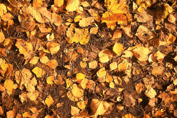 fallen leaves background / autumn background yellow leaves fallen from a tree