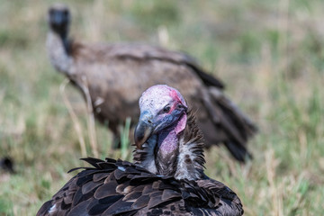 Portrait of big white lappet faced vulture with big claws, Maasai Mara