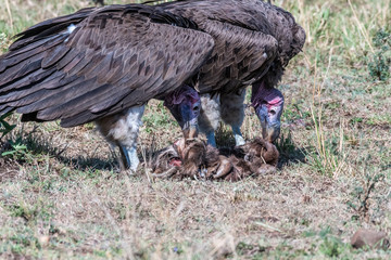 Two big white lappet faced vulture feeding on dead animal skin, Maasai Mara