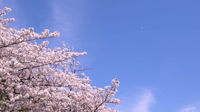 青空に舞い散る桜の花びら