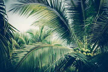Coconut palm tree foliage under sky. Vintage background. Retro toned poster.