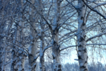 abstract forest blurred winter vertical lines / winter forest background, abstract landscape
