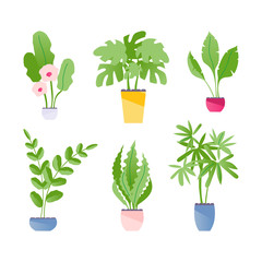 Indoor plants set vector