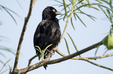 BirdinBigodi