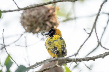 Yellow bird in Uganda