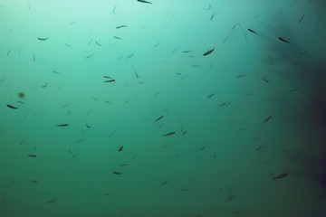 mangrove forest underwater photo / flooded trees, unusual underwater landscape, ecosystem nature underwater