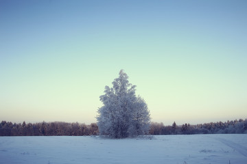 Winter in the Russian village / winter landscape, forest in Russia, snow-covered trees in the province