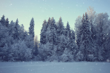 Fototapeta premium winter landscape in the forest / snowy weather in January, beautiful landscape in the snowy forest, a trip to the north