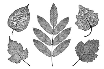 Vector set of skeletonized leaves on a white background. The graphic element may be used as a design background, business cards, postcards, etc.